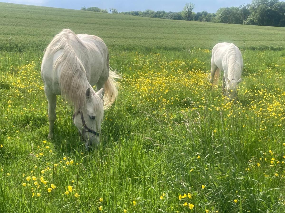 Appartamento Les Ganivelles Saint-Dizant-du-Gua Esterno foto