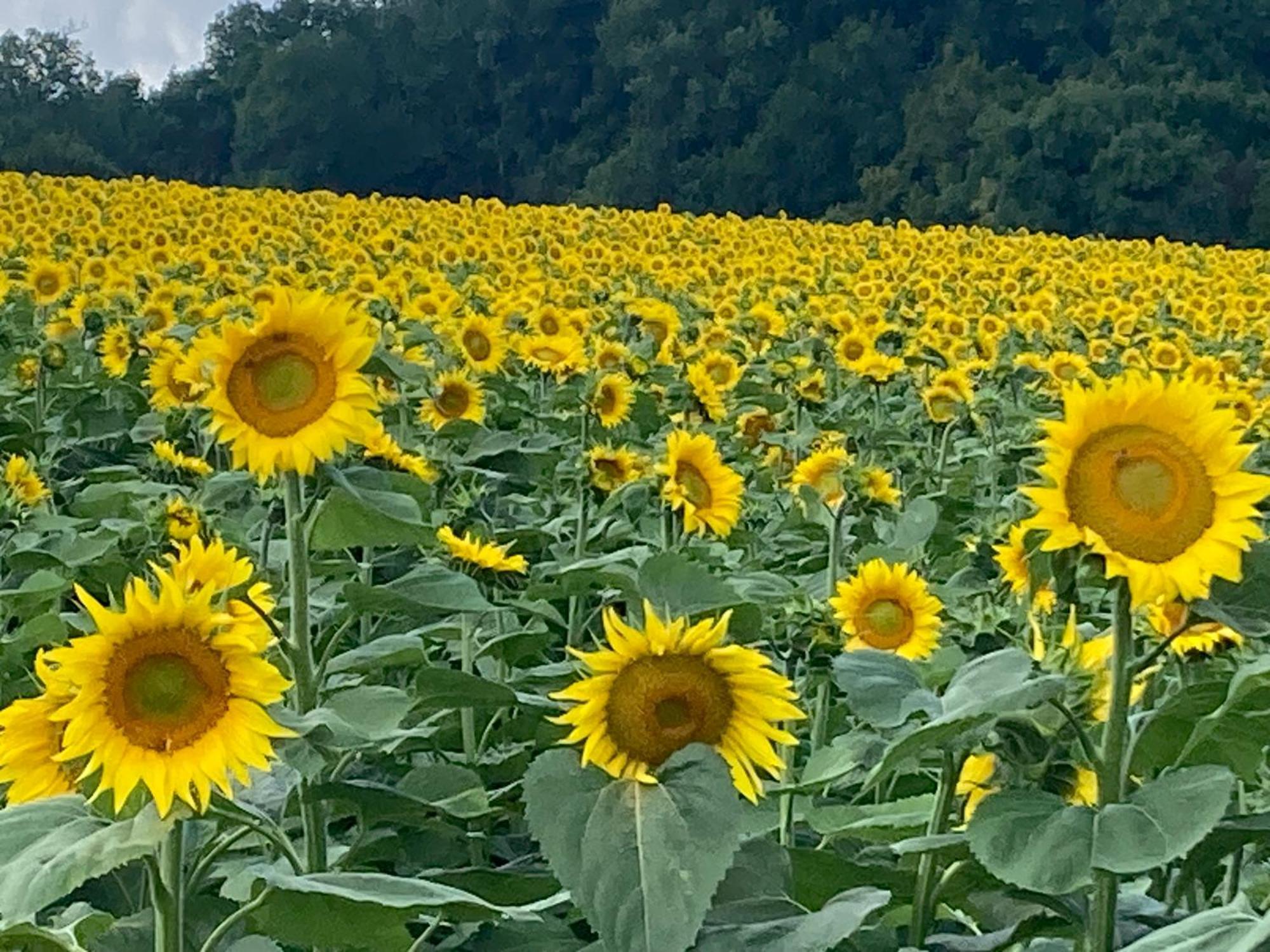 Appartamento Les Ganivelles Saint-Dizant-du-Gua Esterno foto